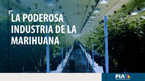 Descubre Los Beneficios Económicos Sociales Y De Salud De Legalizar El Cannabis En Tu País Una