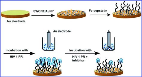 Schematic Illustration For The Preparation Of Swcntaunp Modified