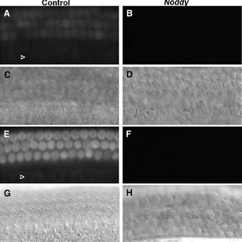 Function of hair cells from noddy mice. Basal activity of the ...