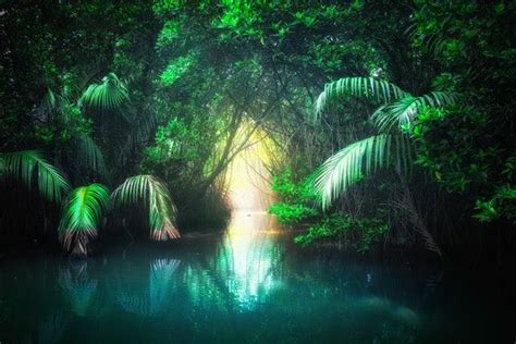 Jungle Landscape Wallpaper Landscape Wallpaper Forest Backdrops