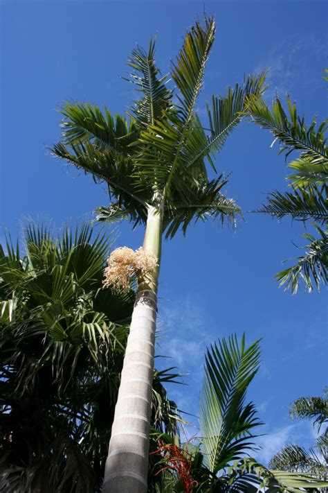 Free Images Beach Sea Tree Nature Branch Sunlight Flower