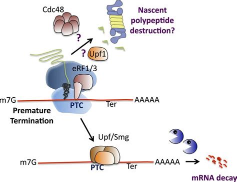 Nonsense Mediated Mrna Decay Nmd Premature Termination Codon