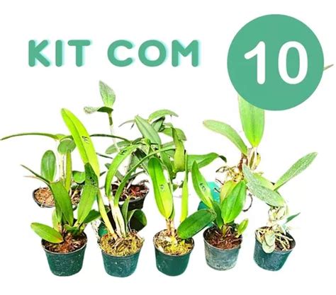 Kit 10 Mudas Pre Adultas Orquídeas Cattleya Flores Grandes