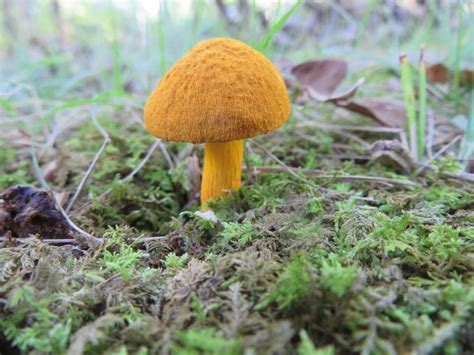 Aureoboletus Auriflammeus Flaming Gold Bolete The Bolete Filter