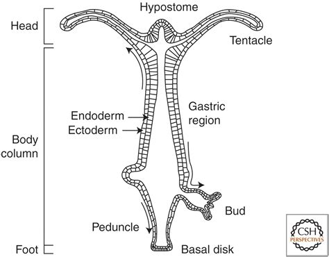 Axial Patterning In Hydra