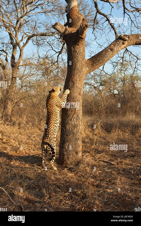 Leopard Panthera Pardus Climbing A Tree Stock Photo Alamy