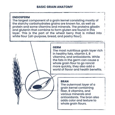 Basic Grain Anatomy — Common Grain Alliance