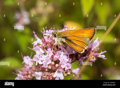 A Small Skipper Butterfly Thymelicus Sylvestris Feeding On Nectar