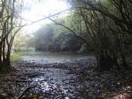 concepto de pantano definicion en deconceptoscom