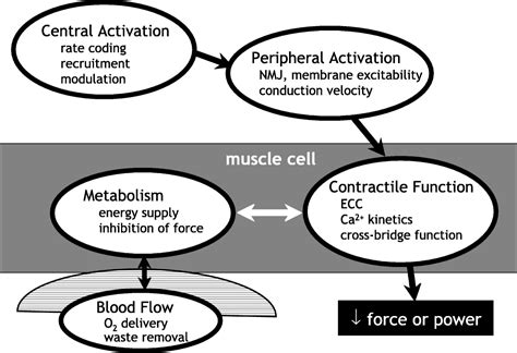 Skeletal Muscle Fatigue In Old Age Whose Advantage Exercise And