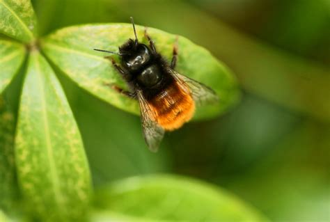 Brown And Black Bee Hd Wallpaper Wallpaper Flare