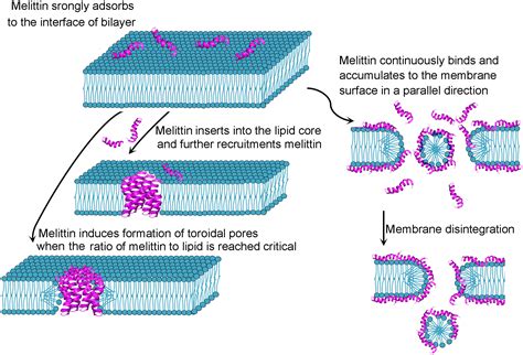 Frontiers The Current Landscape Of The Antimicrobial Peptide Melittin