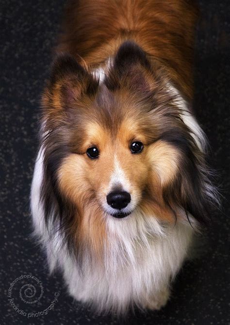 Sheltie Dog Breeds Cute Dogs Beautiful Dogs