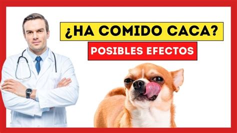 Por qué los perros comen la caca de los gatos Explicación y