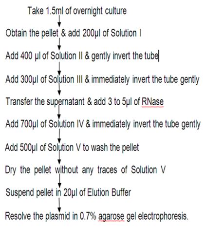 Plasmid DNA isolation - Bio Bharati Life Science
