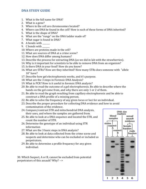 DNA STUDY GUIDE