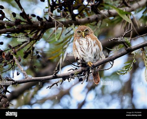 B Ho Pigmeo Ferruginosas Glaucidium Brasilianum Encaramado En Un