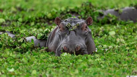 Hippo Wallpapers - Top Free Hippo Backgrounds - WallpaperAccess