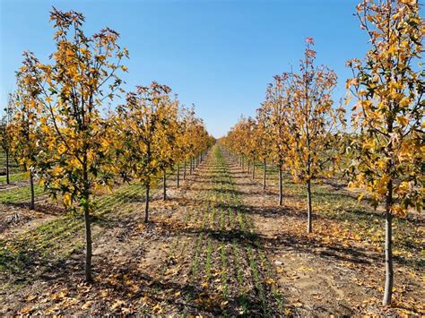 Liquidambar Styraciflua Worplesdon Sweetgum Sweetgum Worplesdon From