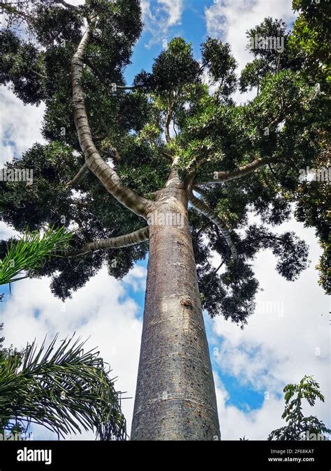 Impressive tall Dammar pine tree, Agathis dammara Stock Photo - Alamy