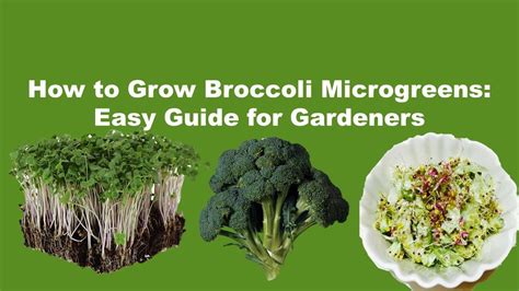 How To Grow Broccoli Microgreens Easy Guide For Gardeners