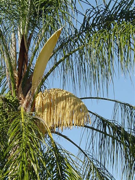 Queen Palm Tree Syagrus Romanzoffiana Urban Palms