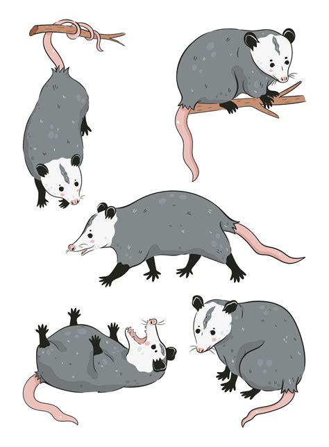 Set Of Cute Possums Isolated On White Background Vector Graphics