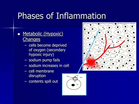 Ppt The Eight Phases Of Inflammation Powerpoint Presentation Id388570