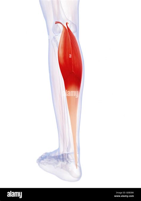 D Rendered Illustration Of The Gastrocnemius Muscle Stock Photo Alamy