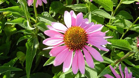 Download Wallpaper 1920x1080 Echinacea Flowers Flowerbed Green