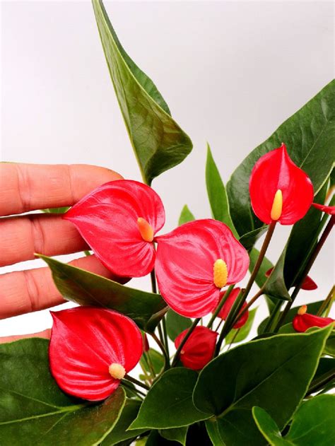 Anthurium Million Flowers Red Giardino Carnivoro