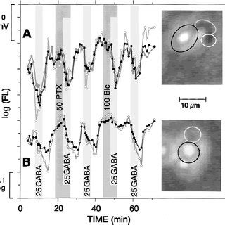 Effects of picrotoxin (PTX) and bicuculline-methbromide (Bic) on GABA ...