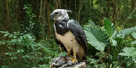 Clash Of Eagles: Harpy Eagle Vs Bald Eagle - Cool Wood Wildlife Park