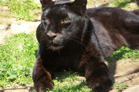 Are There Really Black Panthers? - The National Wildlife Federation Blog