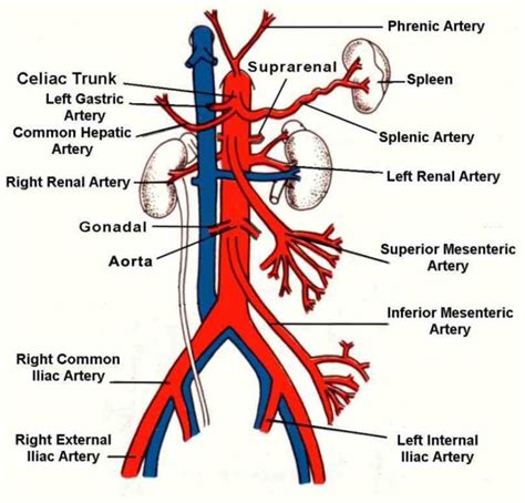 Gross Anatomy The Common Iliac Artery Bifurcates Into Internal And