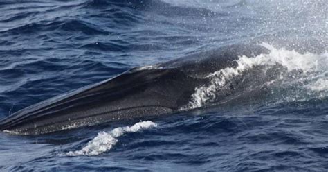 Rice S Whale In The Spotlight At Smithsonian Symposium