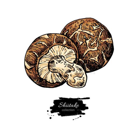 Shiitake Ilustra Es Vetores E Clipart De Stock Stock