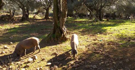 Jornadas De La Matanza En La Antigua Abacer A San Lorenzo