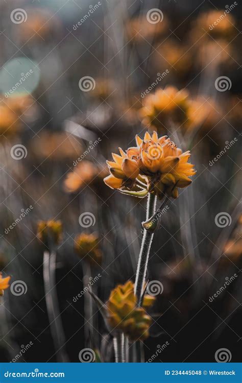 Captura Vertical De Hermosas Flores Silvestres Naranjas En Un Campo