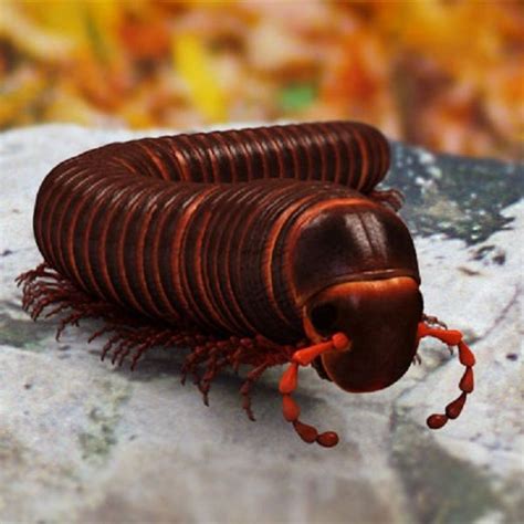 A Close Up Of A Bug On A Rock With The Words D Rivers Above It