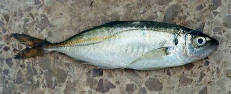 Jurel. Información. Fon-Fishing.