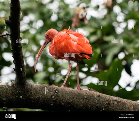 Scarlet Ibis Bird Eudocimus Ruber On Tree Branch Stock Photo Alamy