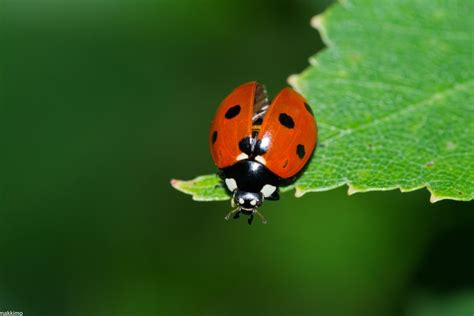 Coccinellidae ~ Everything You Need to Know with Photos | Videos