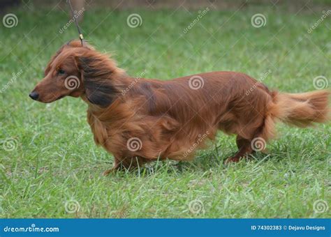 Are Long Haired Weiner Dog