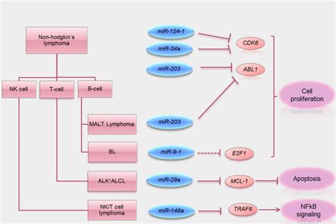 Summary Of Tumor Suppressive Functions Of Mirna Methylated In Lymphoma