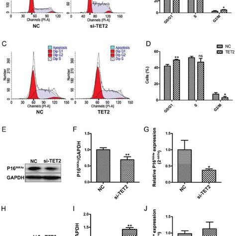 Tet Modulates The Levels Of Hmc In Hacat Cells Protein Levels Of