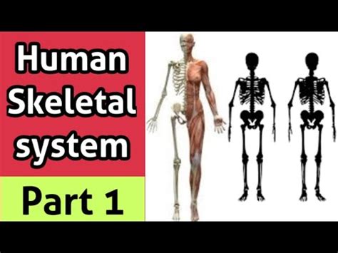 Human Skeletal System Part 1 Human Anatomy In Tamil NEET