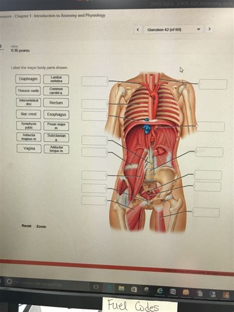 Major In Anatomy And Physiology Anatomical Charts Posters