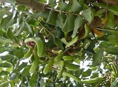 Carob Tree, Dried Leaves, Carob Leaves, Organic Carob Tree, Without Treatment - Etsy