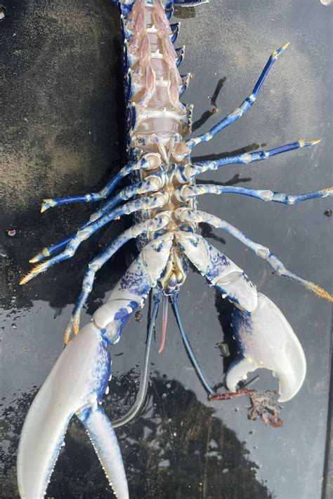 Blue Lobster Caught By Fisherman In Northern Ireland, He Releases It Back To Sea